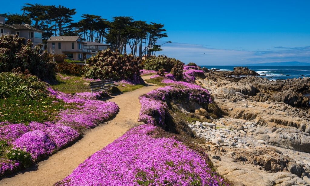 Colorful trail along the Pacific Grove