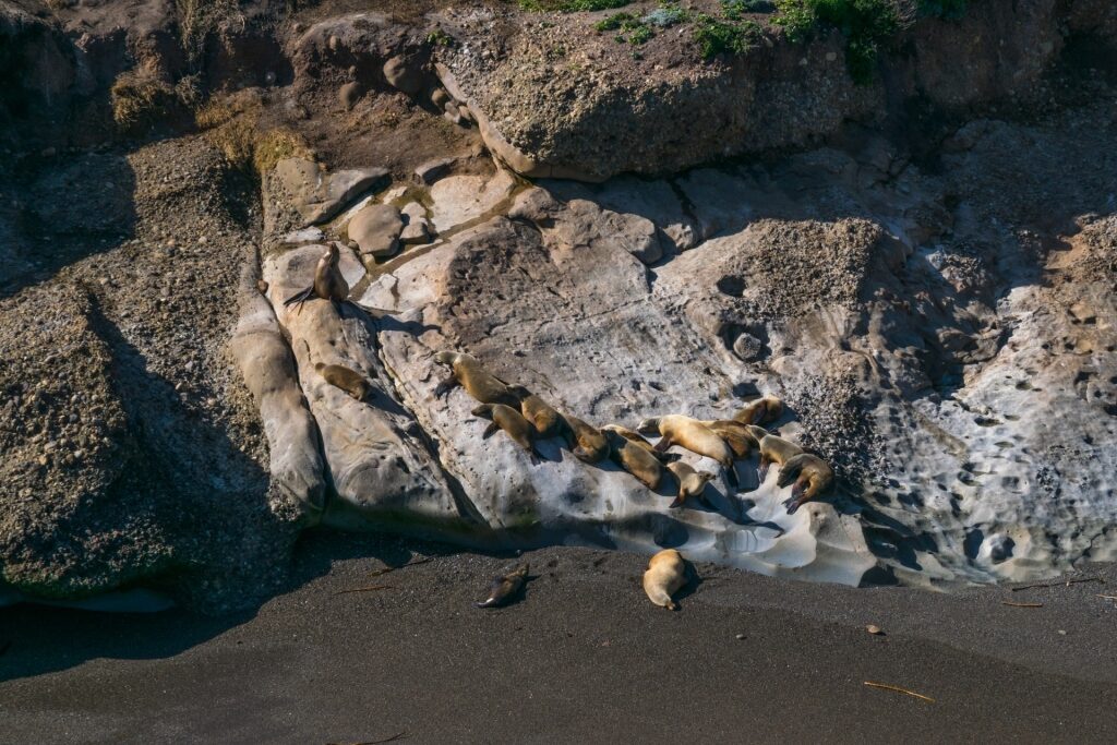 Sea lions in Point Lobos State Natural Reserve
