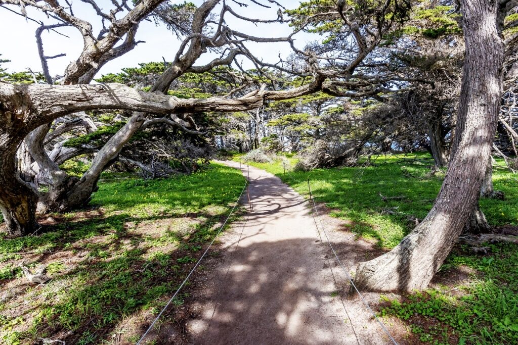 Pathway of Cypress Grove Trail, Point Lobos State Natural Reserve