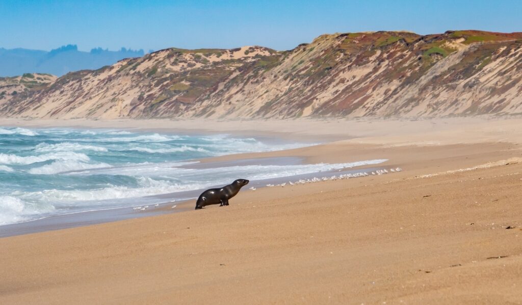 Sea lion spotted in Sand City Beach