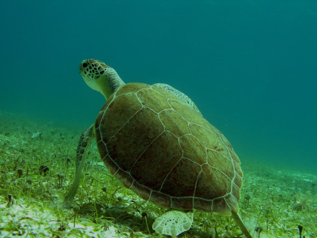 Sea turtle spotted in St. Thomas