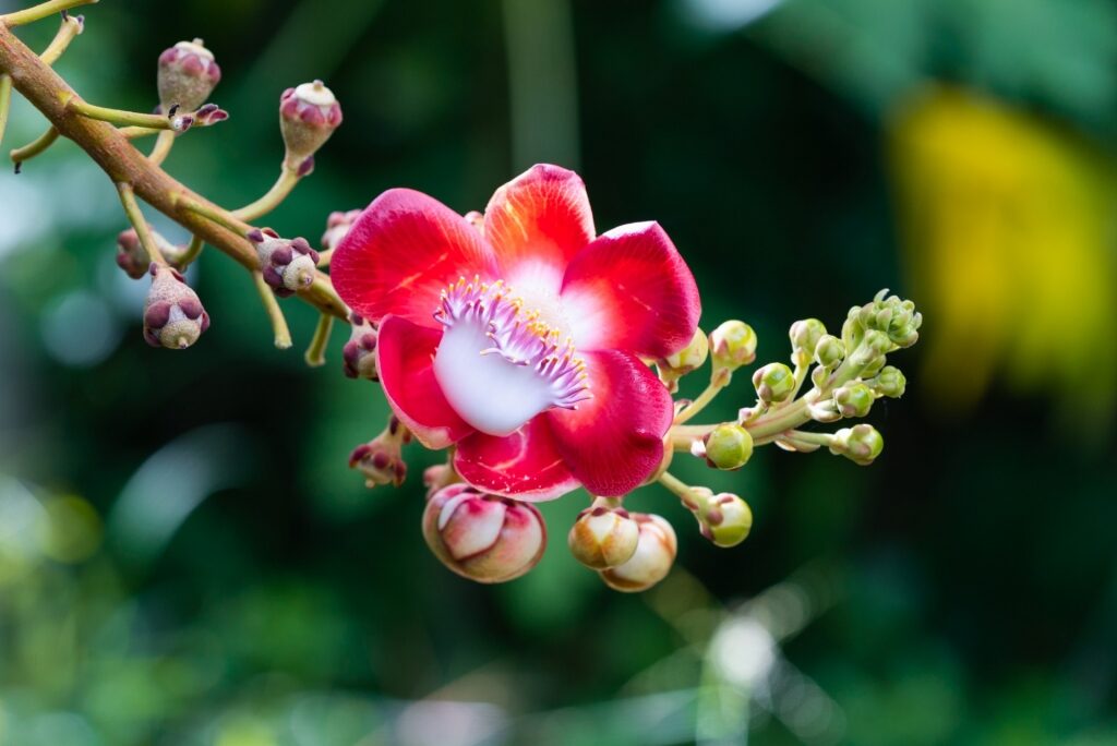 Orchid in Botanical Garden, St. Croix