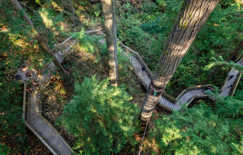 Lush view of Treetops Adventure