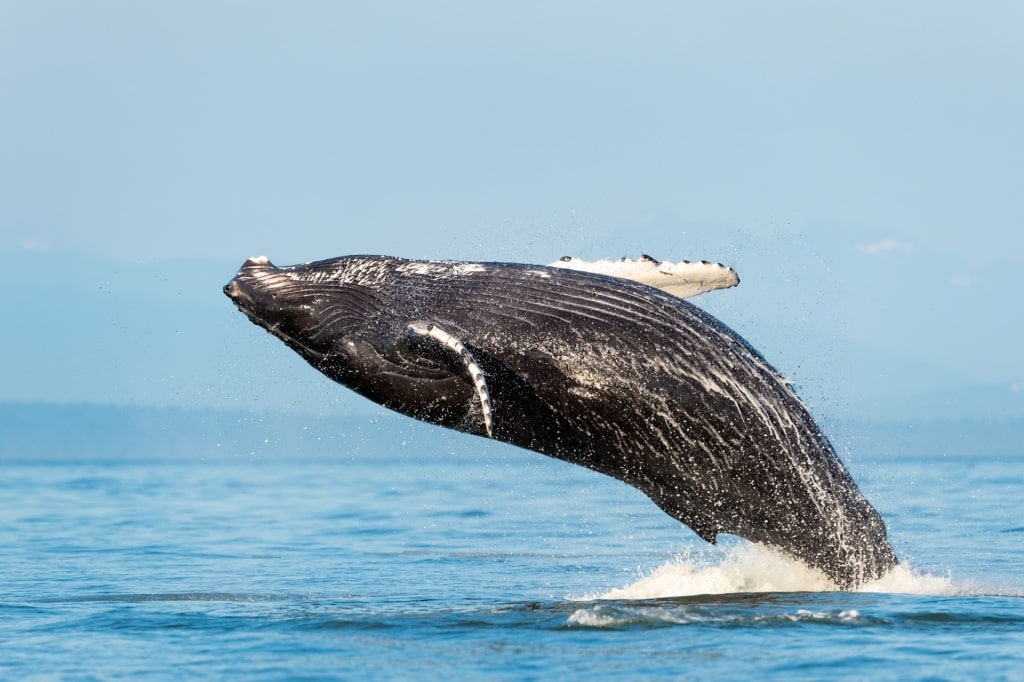 Humpback whale breaching