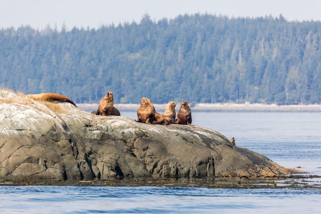 Sea lions on a rock