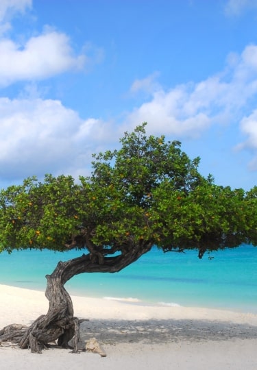 What is Aruba known for - white sand beaches