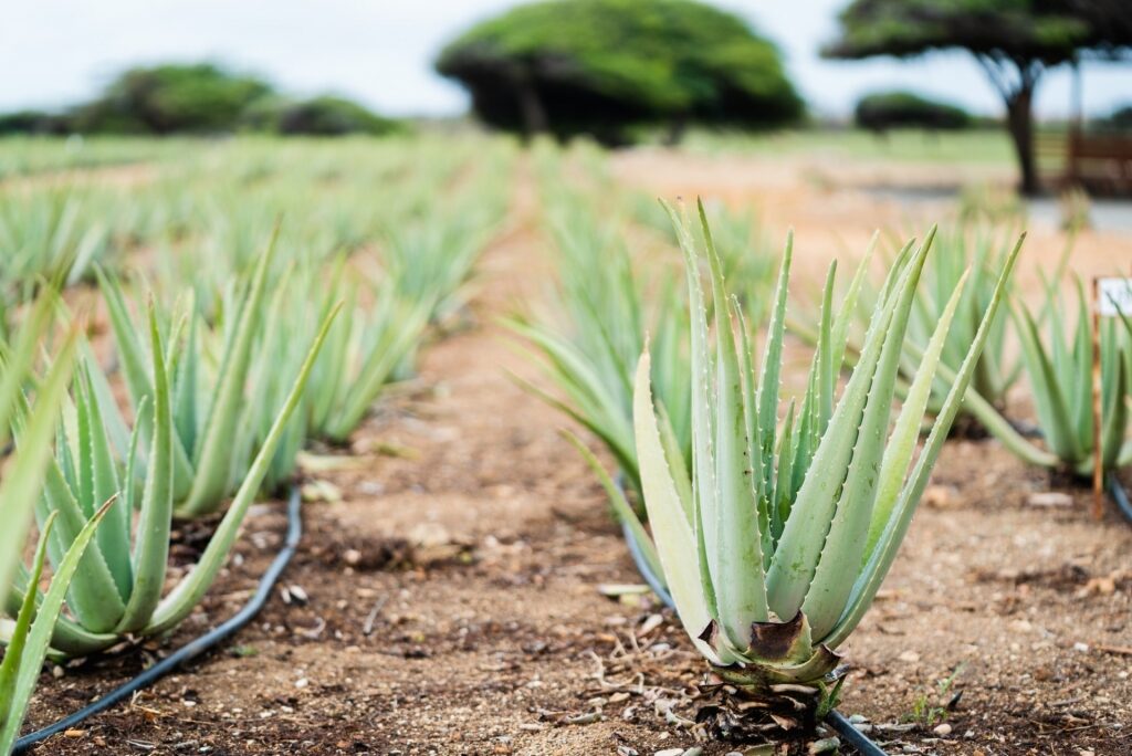 Aloe farm in Aruba Aloe