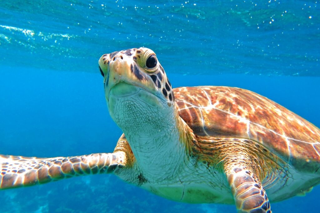 Sea turtle spotted in Aruba