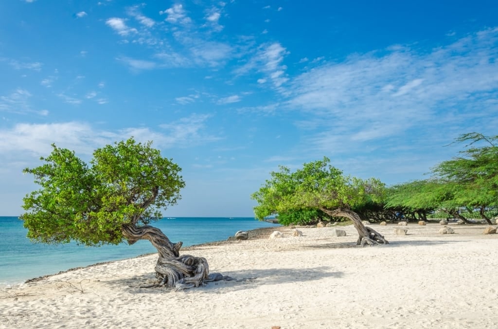 Turquoise waters of Aruba with divi divi tree