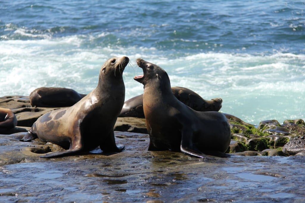 Seals spotted in La Jolla