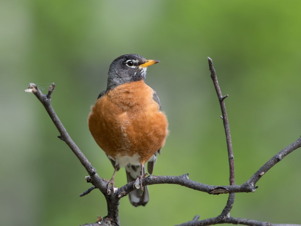 American Robin on a tree branch