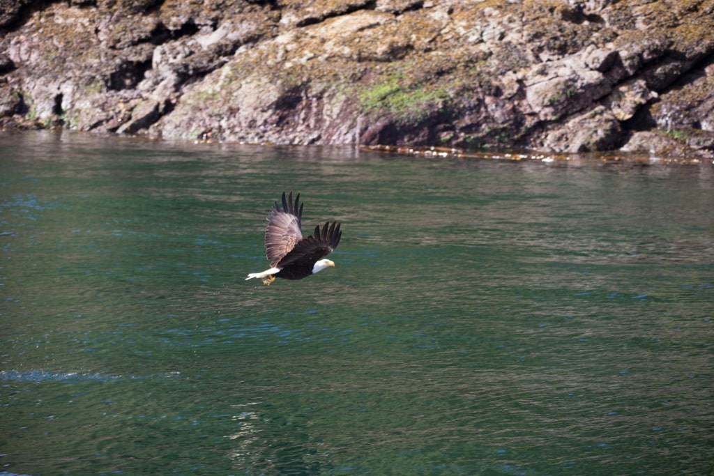 Bald eagle flying over water