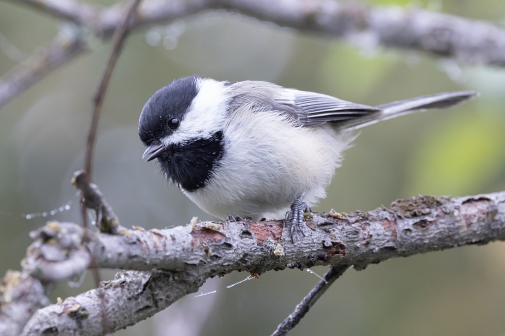 Birds of Alaska - Black-capped chickadee