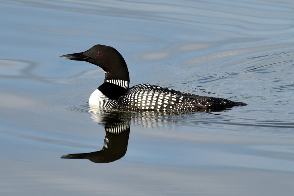 Common loon in Alaska