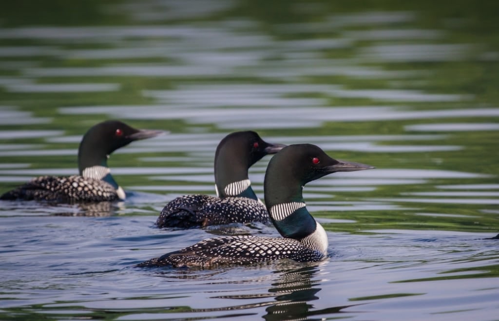 Common loon swimming in Alaska