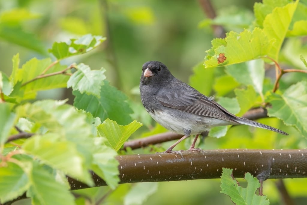 Dark-Eyed Junco on a tree branch