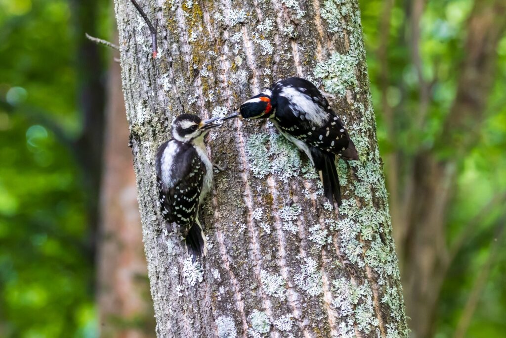 Downy Woodpecker in Alaska