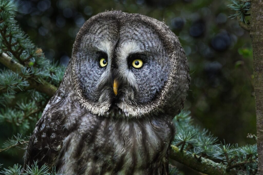 Birds of Alaska - Great gray owl