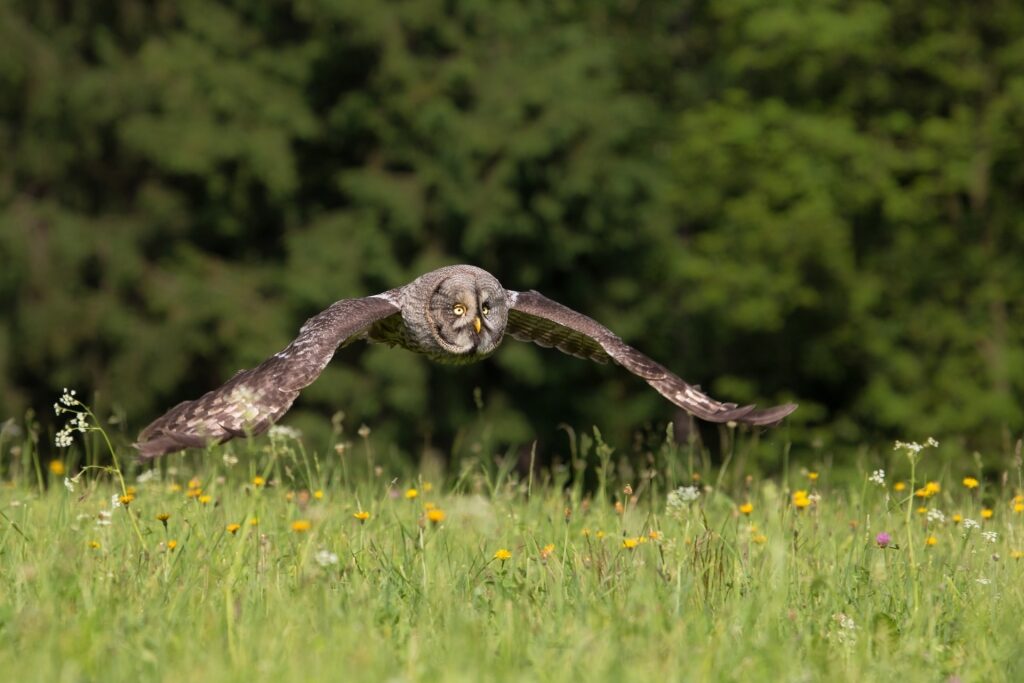 Great gray owl flying in Alaska