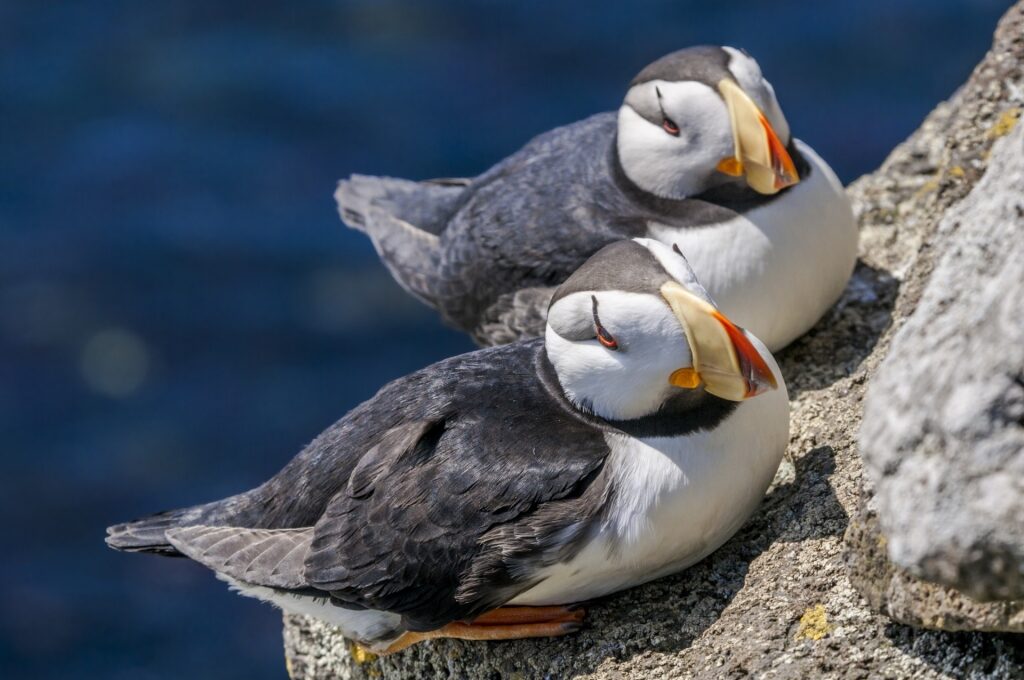 Pair of Horned puffin