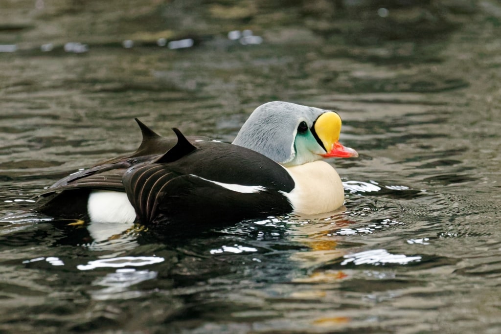 King Eider swimming in a lake