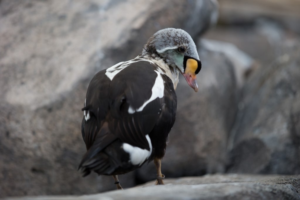 Black and white King Eider