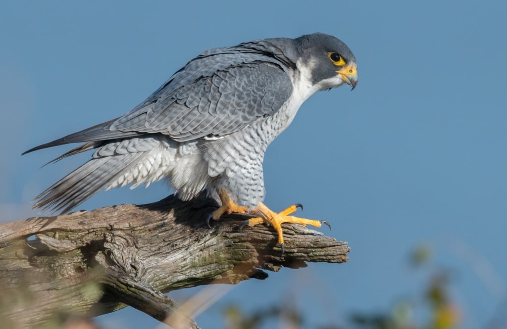 Peregrine falcon, birds of Alaska