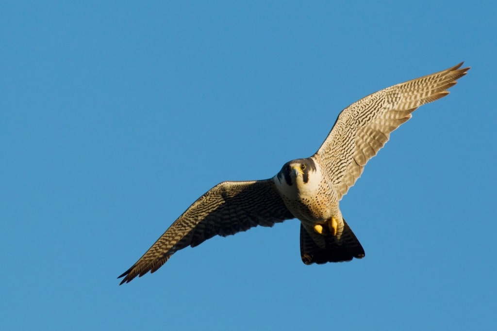 Peregrine falcon flying over Alaska