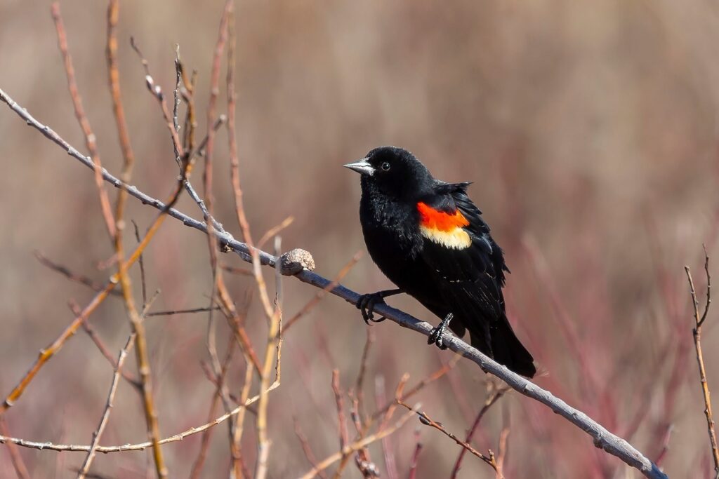 Unique colors of Red-Winged Blackbird