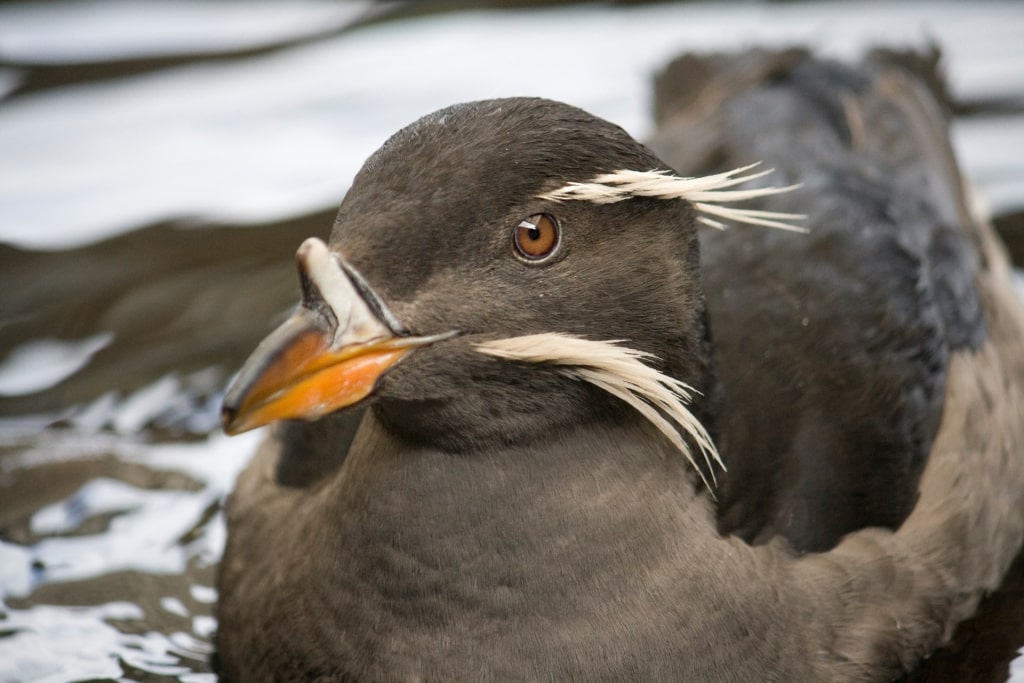 Adorable Rhinoceros auklet