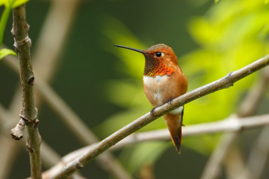 Rufous hummingbird on a tree branch