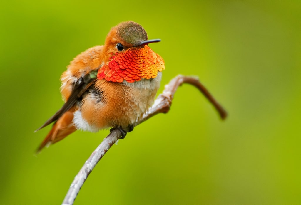 Rufous hummingbird on a tree branch