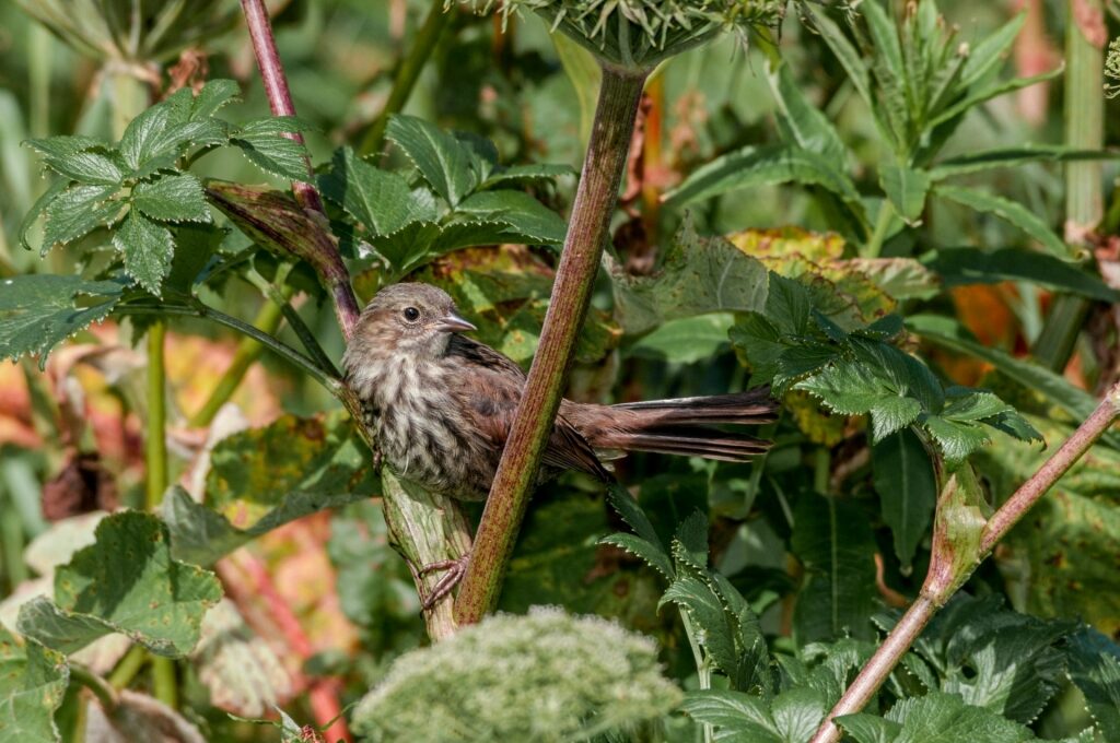 Song Sparrow spotted in Alaska