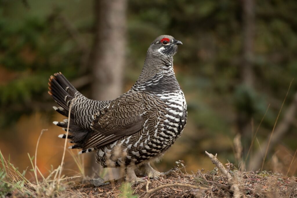 Spruce Grouse spotted in Alaska