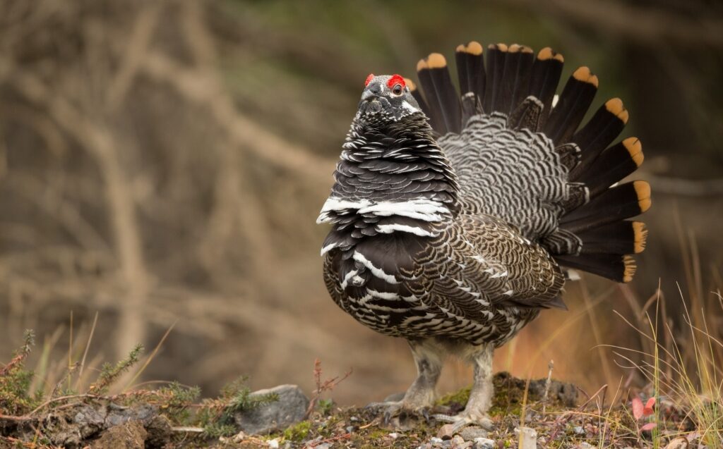 Spruce Grouse getting ready for courtship