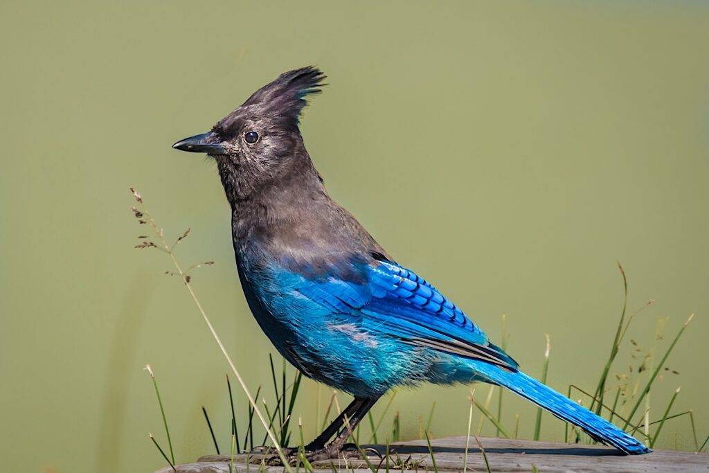 Beautiful blue and black color of Steller's Jay