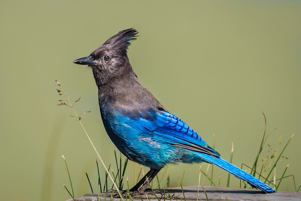 Beautiful blue and black color of Steller's Jay