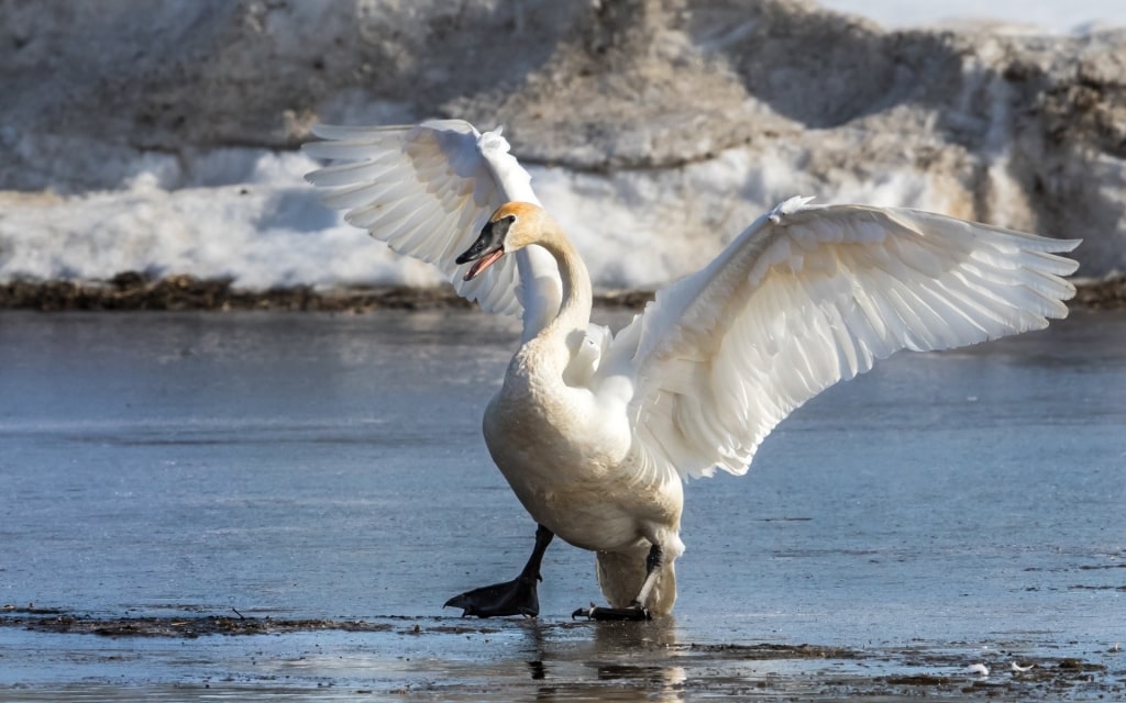 Trumpeter Swan on an Alaskan lake