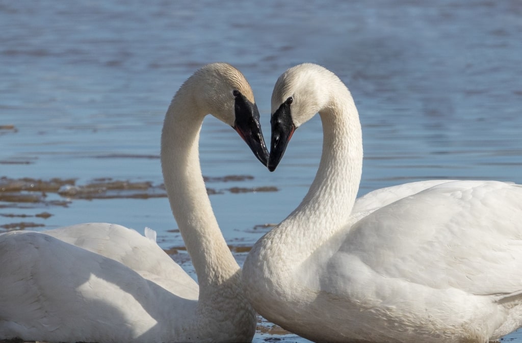 Pair of Trumpeter Swan