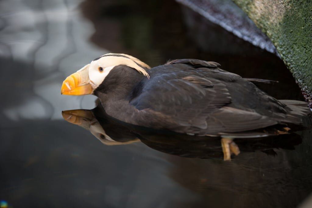 Tufted puffin swimming in Alaska