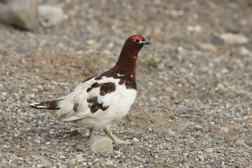 Willow ptarmigan spotted in Alaska