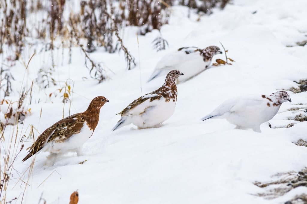 Willow ptarmigan during winter