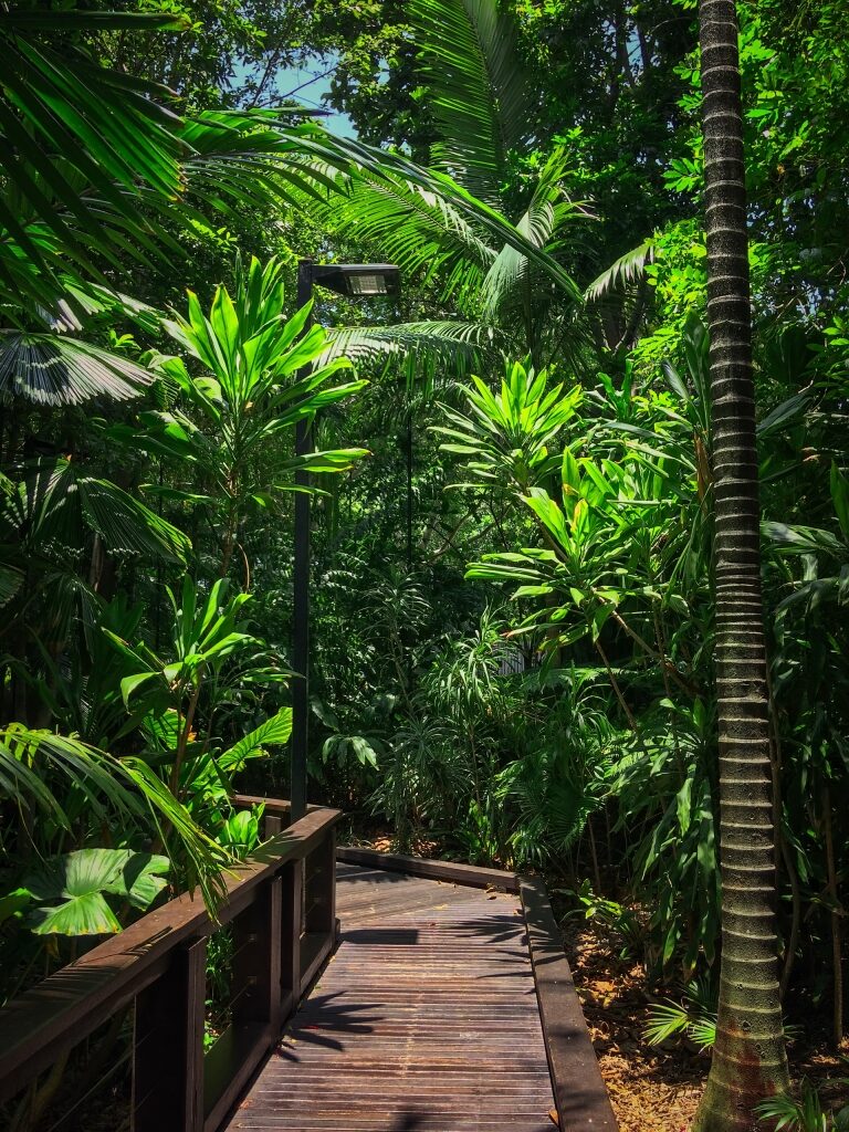 Lush pathway of Rainforest Boardwalk