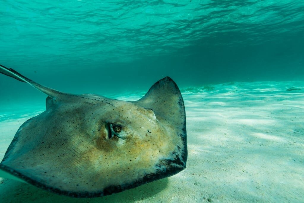Stingray spotted while snorkeling