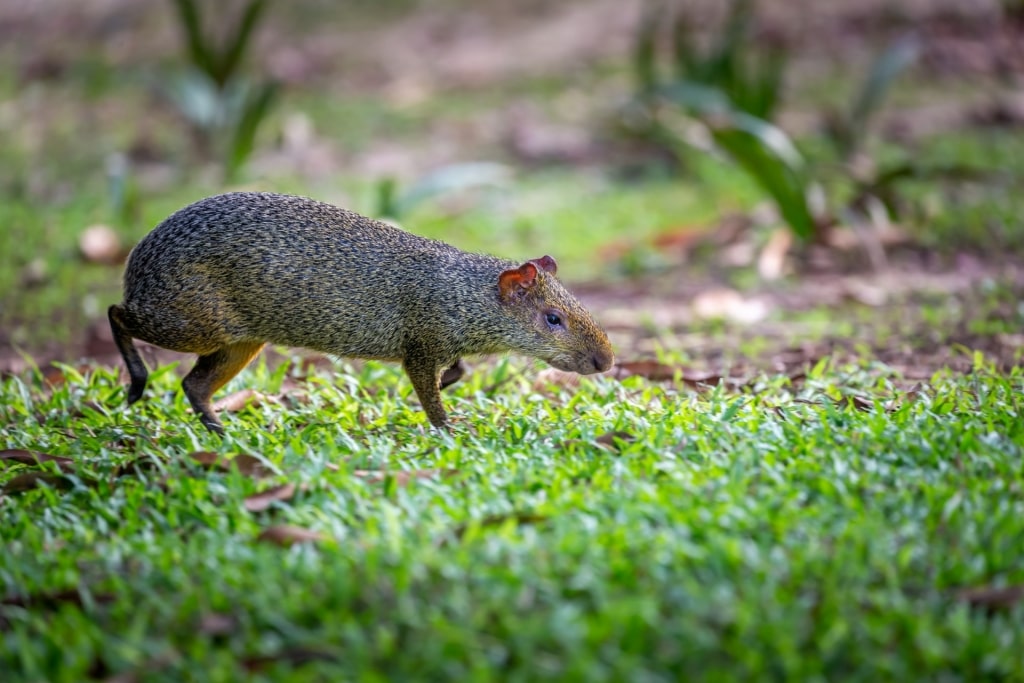 Agouti spotted in Dominica