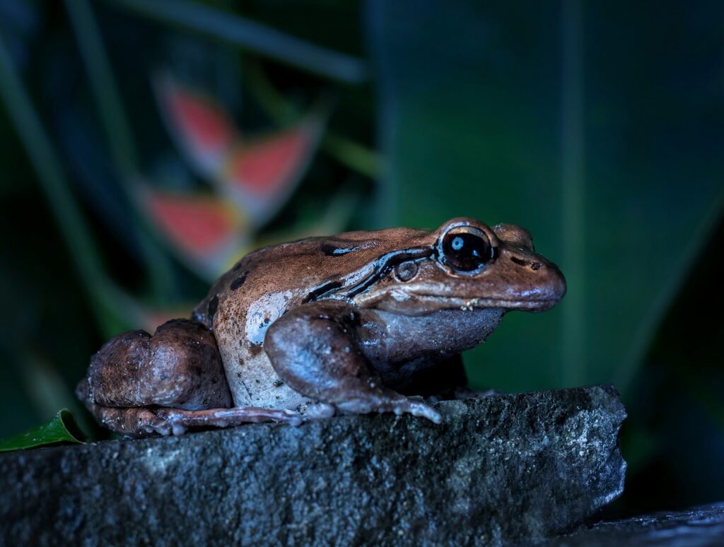 Giant ditch frog spotted in Dominica
