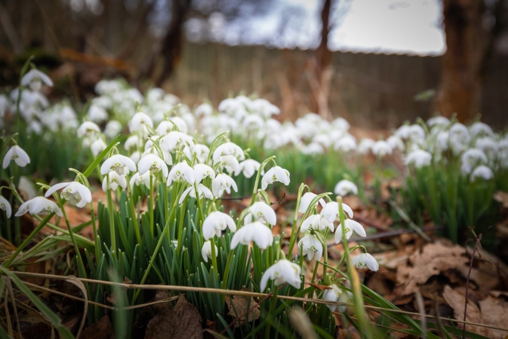 Snowdrops in Glasgow