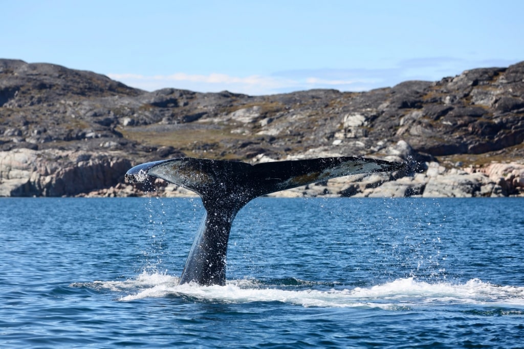 Humpback whale spotted in Greenland