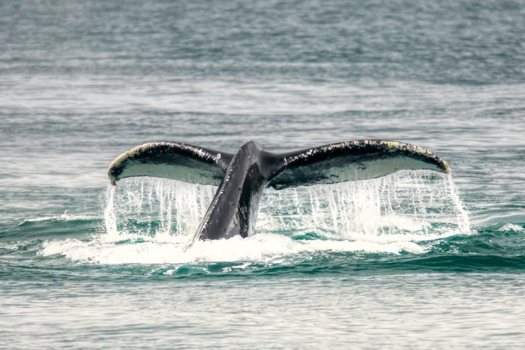 Humpback whale spotted in Iceland