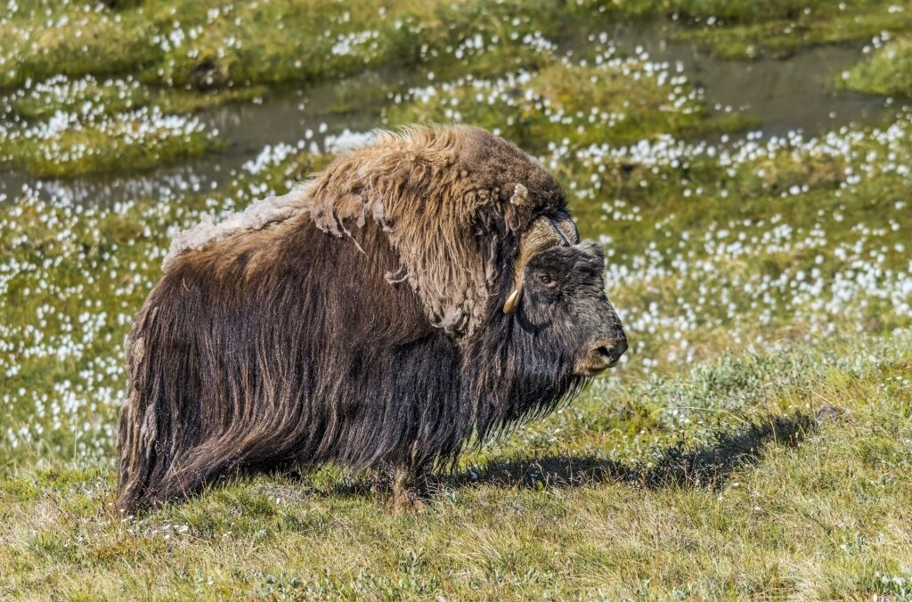Musk ox spotted in Greenland